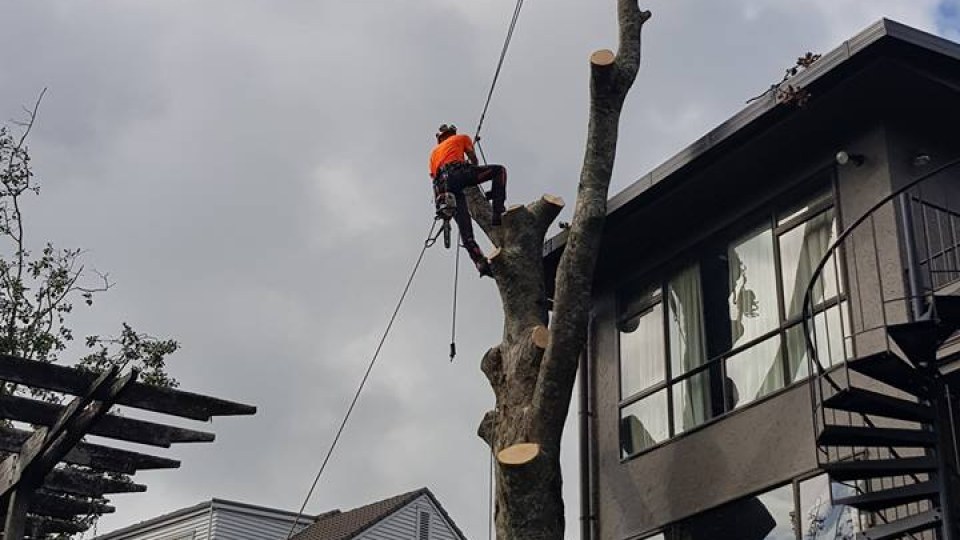 26992059_1178306948966488_5455812349529894464_n