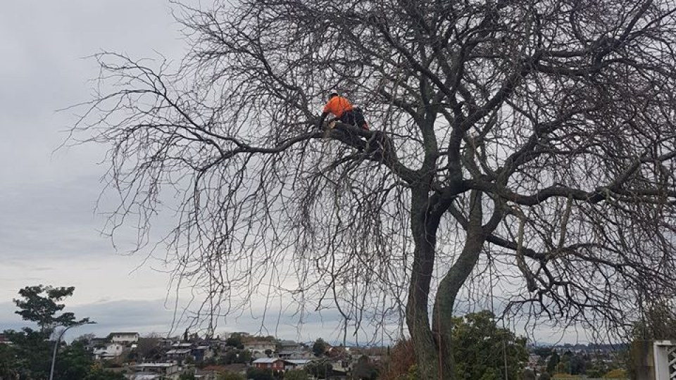 35646556_1272694279527754_1939262585517899776_n