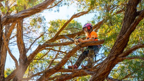 Arbor Tree - Waikato | Tree Maintenance | Tree Management