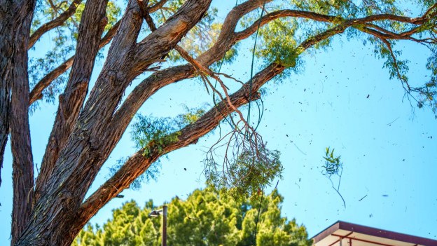 Arbor Tree - Waikato | Tree Maintenance | Tree Management